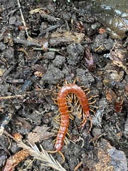 Scolopocryptops spinicaudus