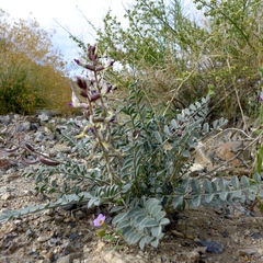 Astragalus layneae