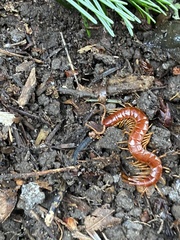 Scolopocryptops spinicaudus