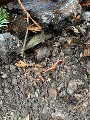 Scolopocryptops spinicaudus