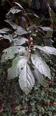 Solanum cornifolium