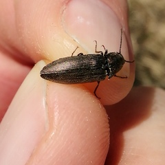 Actenicerus siaelandicus