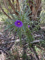 Solanum linearifolium
