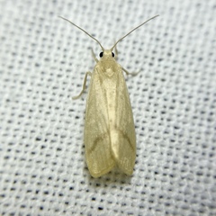 Notata modicus