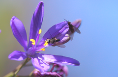 Phthiria chilena