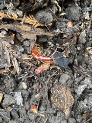 Scolopocryptops spinicaudus