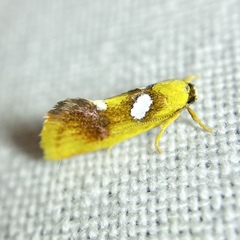 Aristeis hepialella