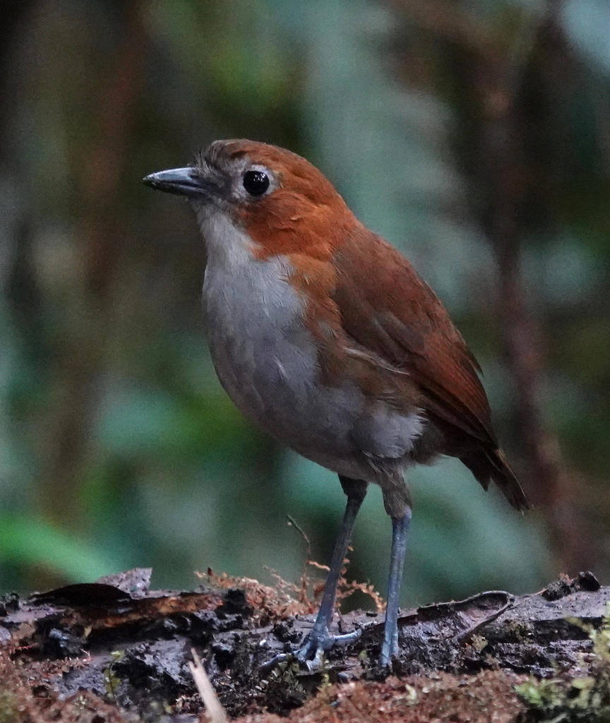 White-bellied Antpitta (Grallaria hypoleuca) photo