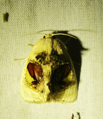 Arrhenophanes perspicilla