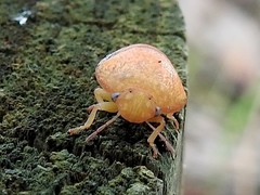 Solenotichus circuliferus