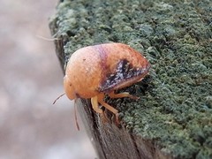 Solenotichus circuliferus