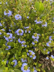 Scaevola crassifolia