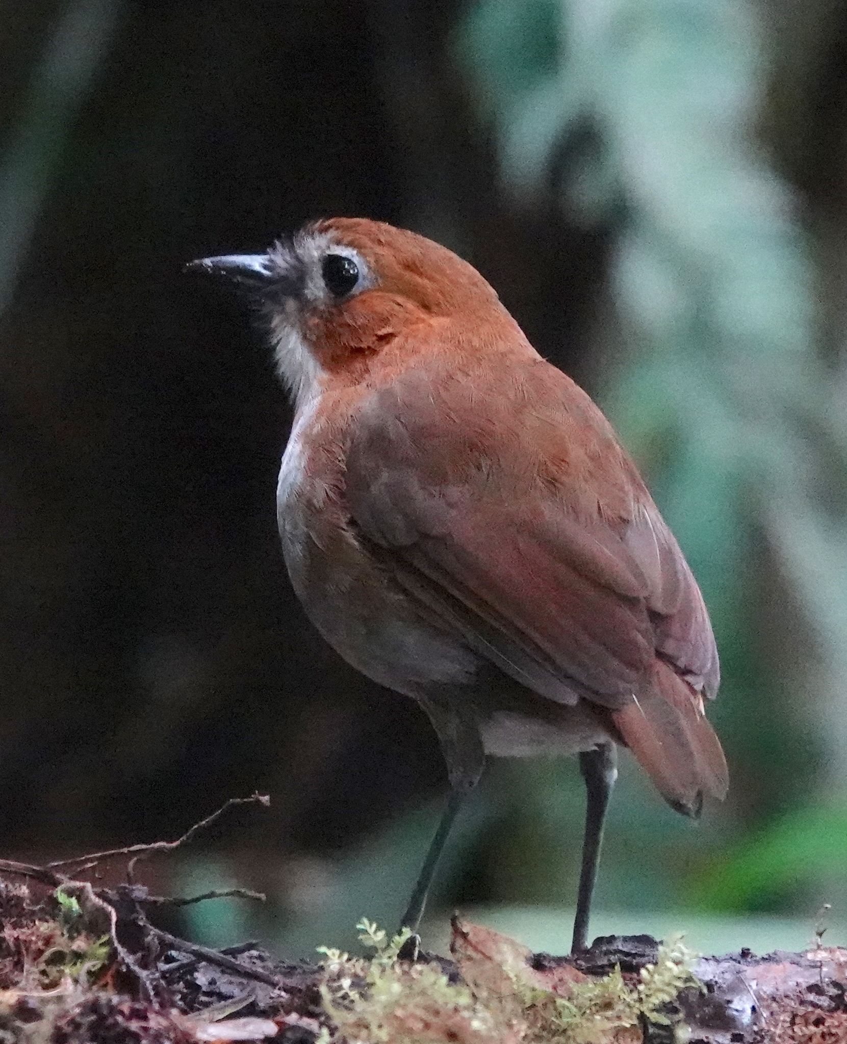 White-bellied Antpitta illustration