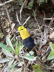 Chauliognathus heros