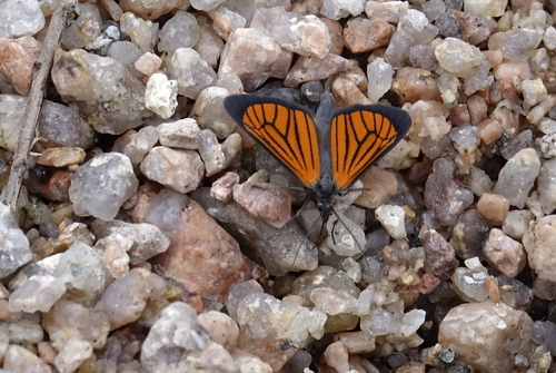 Eudule limbata