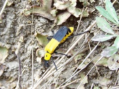 Chauliognathus heros
