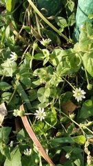 Stellaria aquatica