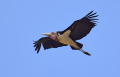 Marabou Stork photo 5