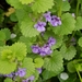 Ground-Ivy - Photo (c) jadesmith, some rights reserved (CC BY-NC)