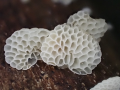 Favolaschia fujisanensis