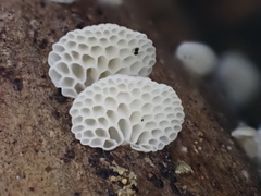 Favolaschia fujisanensis