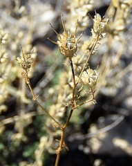 Nigella gallica