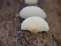 Favolaschia fujisanensis
