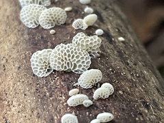 Favolaschia fujisanensis