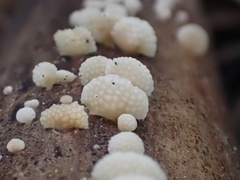 Favolaschia fujisanensis