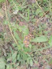 Phyciodes pallescens