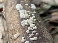 Favolaschia fujisanensis