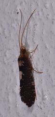 Polyplectropus