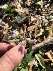 Cardamine douglassii