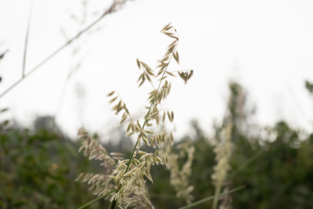 Melica longiflora