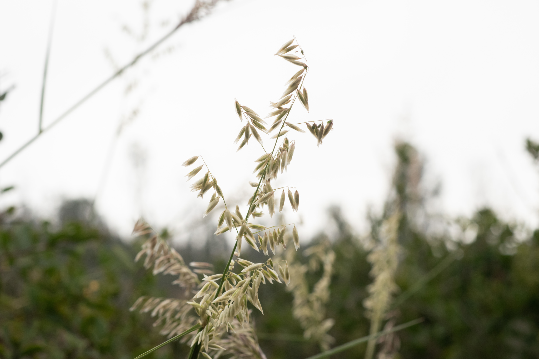 Melica longiflora