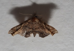 Esthlodora variabilis