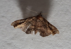 Esthlodora variabilis