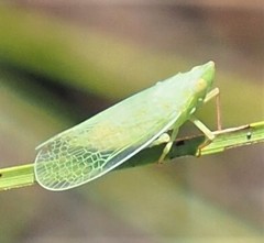 Rhynchomitra lingula