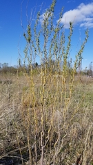 Salix babylonica tortuosa
