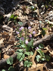 Cardamine douglassii