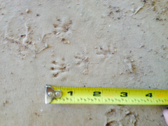 Neotoma floridana