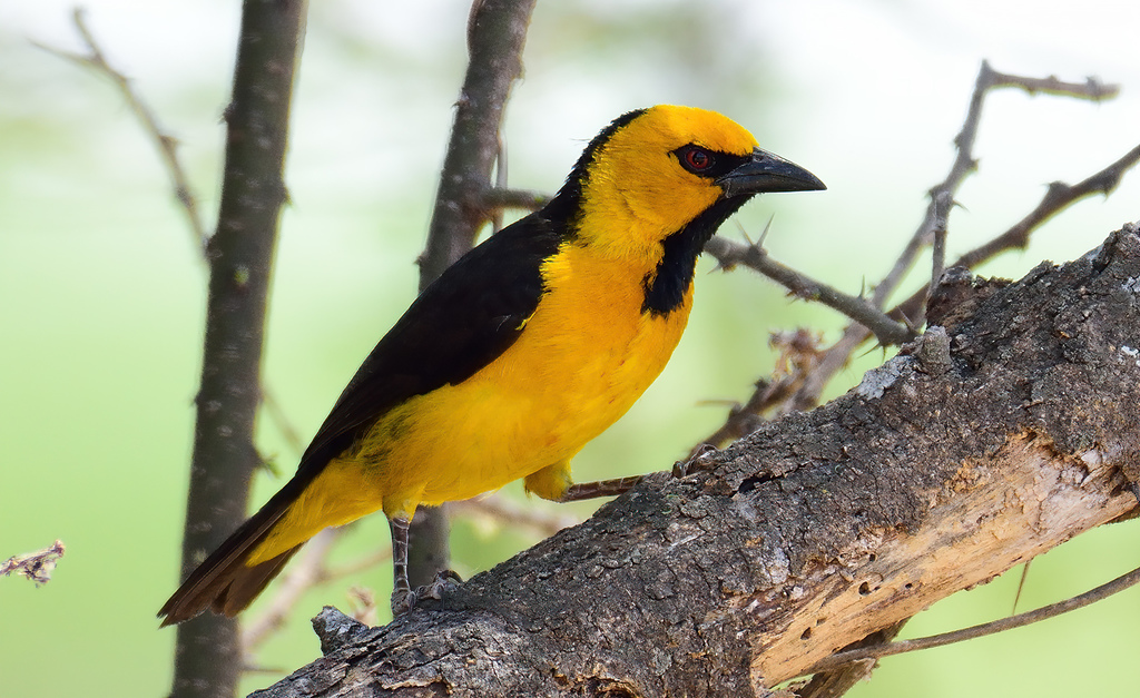 Black-Necked Weaver