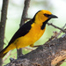Black-necked Weaver - Photo (c) Ad Konings, some rights reserved (CC BY-NC), uploaded by Ad Konings