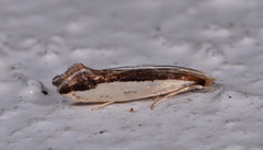 Erechthias chionodira