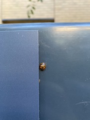 Harmonia axyridis