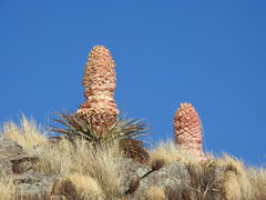 Puya weberiana