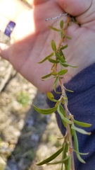 Salix babylonica tortuosa