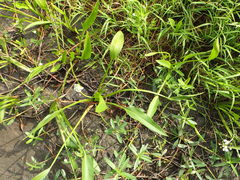 Sagittaria platyphylla