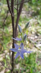Thelymitra glaucophylla