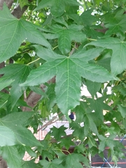 Liquidambar styraciflua